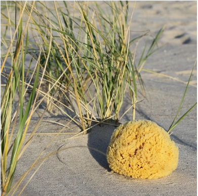 Natural Sea Sponge